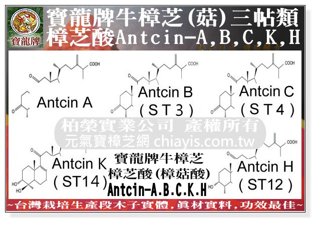 寶龍牛樟芝子實體三帖類樟芝酸(樟菇酸)Antcin-A,B,C,H,K